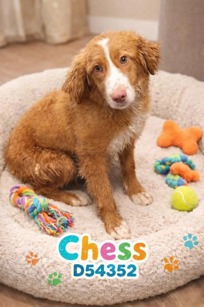 A baby medium-sized male Collie dog named Chess for adoption in Clarksville, TN