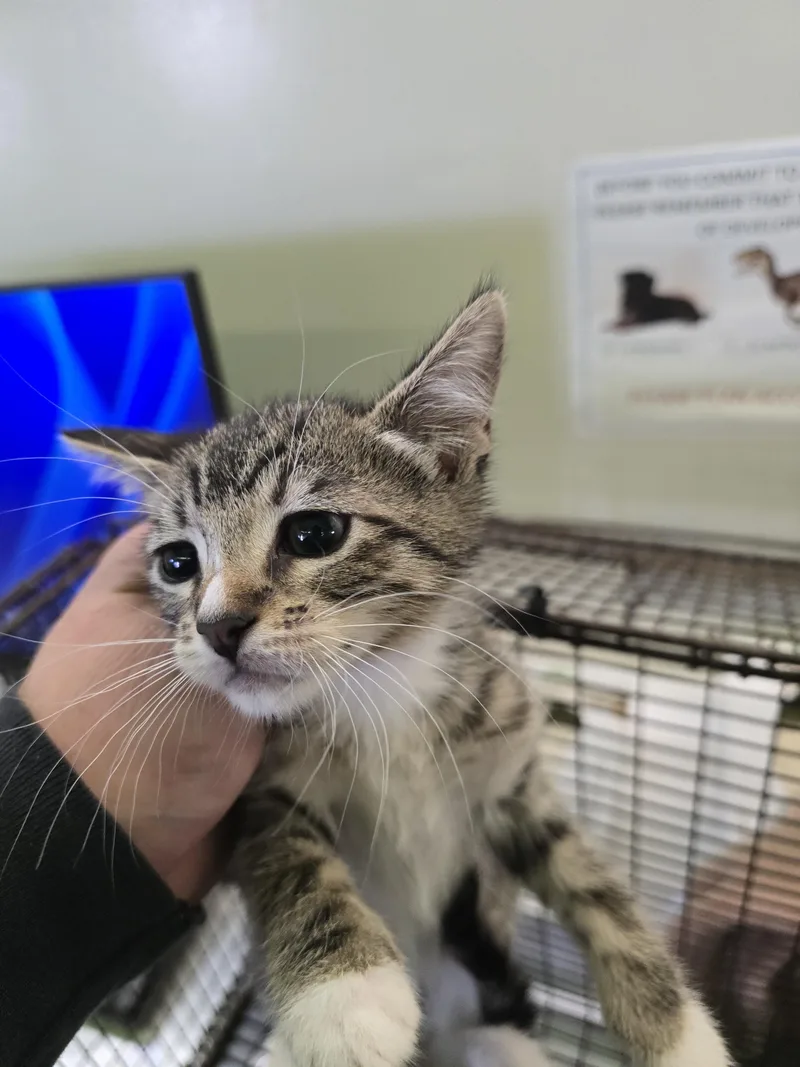 A baby small-sized female Domestic Short Hair cat named Snake for adoption in Los Angeles, CA
