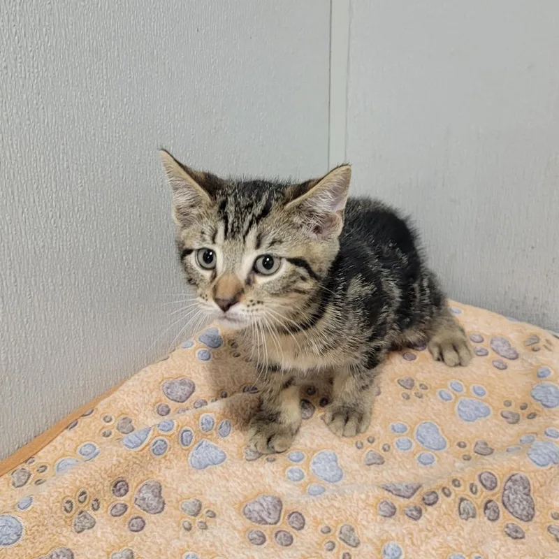 A baby small-sized male Brown / Chocolate Domestic Short Hair cat named Riley for adoption in Tampa, FL