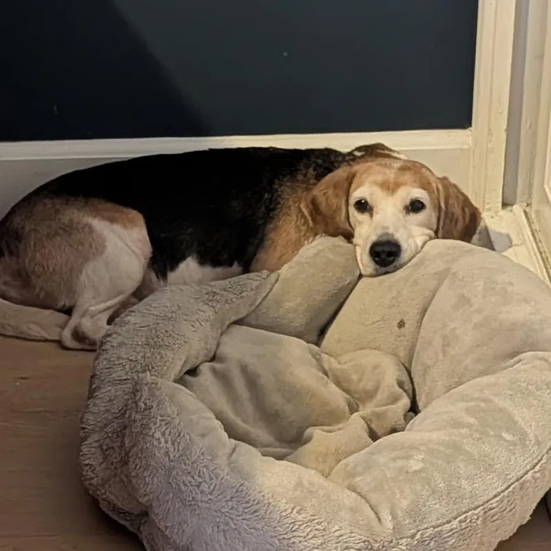 A senior small-sized female Brown / Chocolate Beagle dog named Mabel for adoption in Nowata, OK