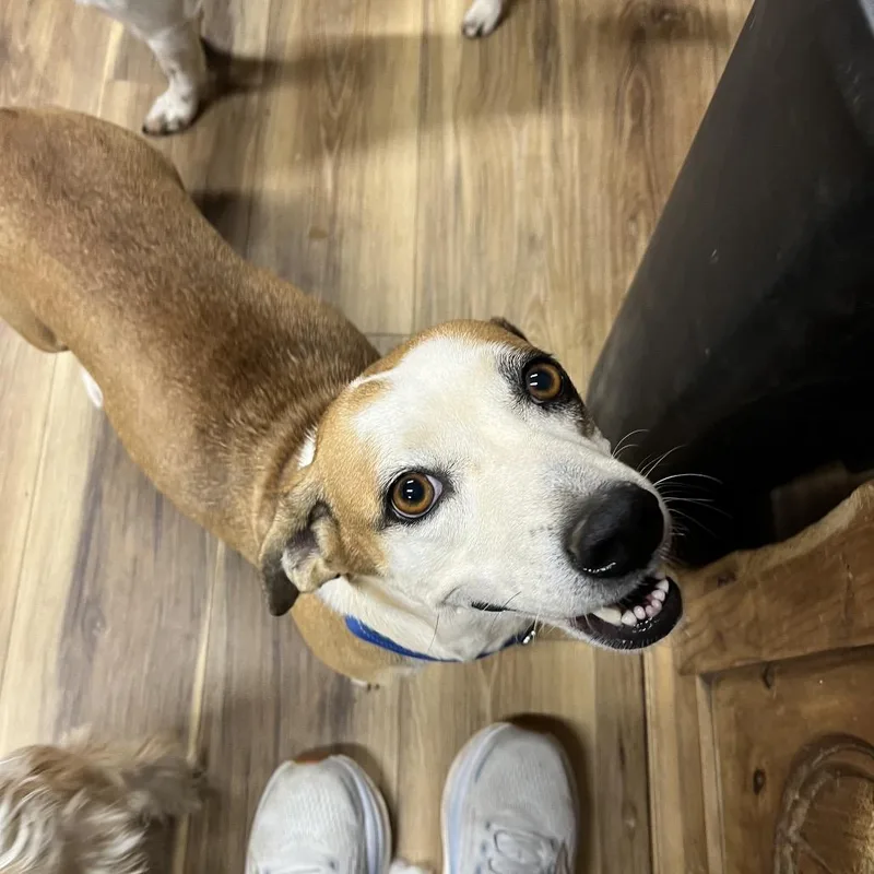 An adult medium-sized female Yellow / Tan / Blond / Fawn Mixed Breed dog named Miss Piggy for adoption in Rockville, MD