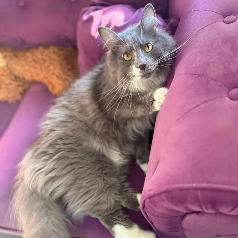 An adult medium-sized male Gray / Blue / Silver Domestic Long Hair cat named Marquis of Vaudeville for adoption in Fredericksburg, VA