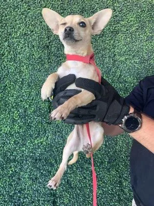 A baby small-sized male Yellow / Tan / Blond / Fawn Chihuahua dog named 60836492 for adoption in El Paso, TX