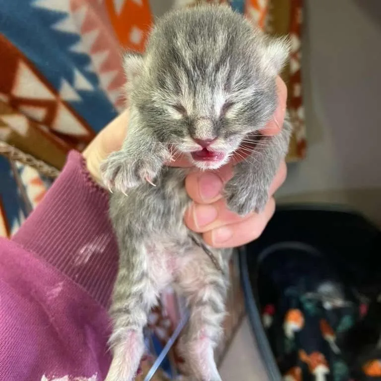 A baby small-sized male Gray / Blue / Silver Domestic Short Hair cat named Lord Sterling for adoption in Winchester, VA
