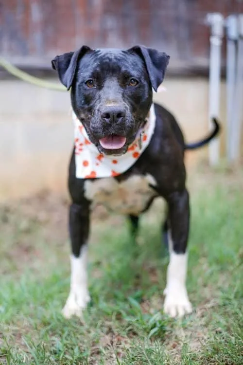 A young medium-sized male Terrier dog named Andy for adoption in Greenville, SC