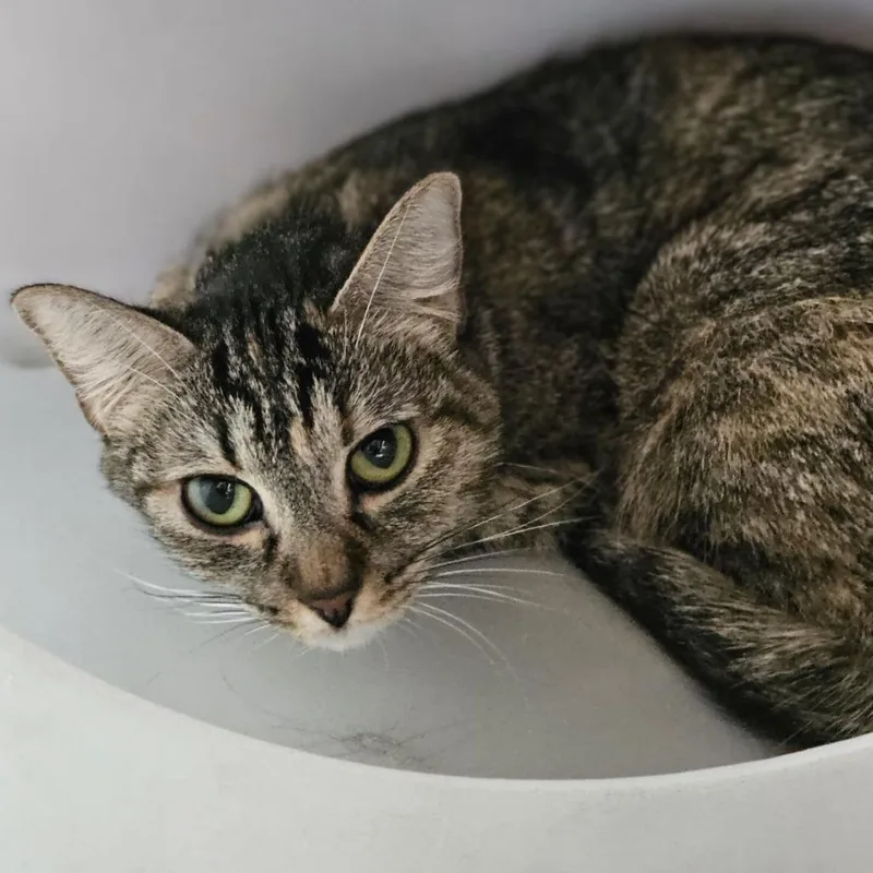 A young medium-sized female Brown / Chocolate Domestic Short Hair cat named Calypso for adoption in Lakewood, CO