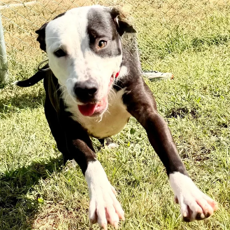 A baby medium-sized female Black McNab dog named Tommie  Missouri for adoption in Peyton, CO