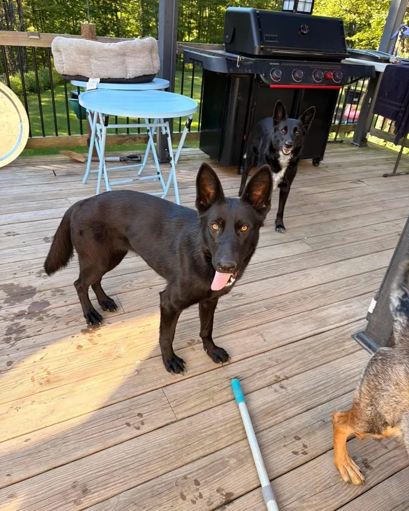 A young large-sized female Black German Shepherd Dog dog named Felicia for adoption in New Rochelle, NY
