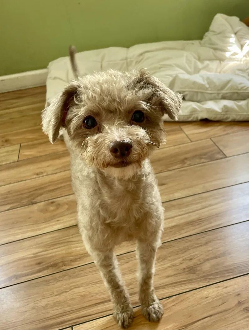 An adult small-sized female Poodle dog named Ophelia Seraphine for adoption in Valrico, FL