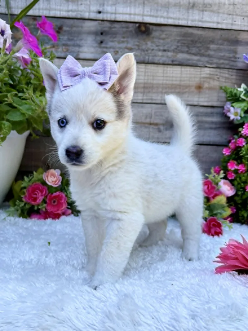 A baby medium-sized female White / Cream Husky dog named Butterfly for adoption in Kiowa, OK