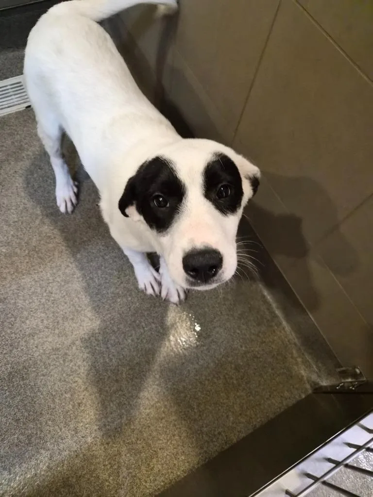 A young small-sized female Mixed Breed dog named Regina for adoption in Rome, GA