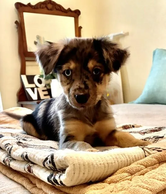 A baby small-sized female Brown / Chocolate Mixed Breed dog named Calamity for adoption in fort worth, TX
