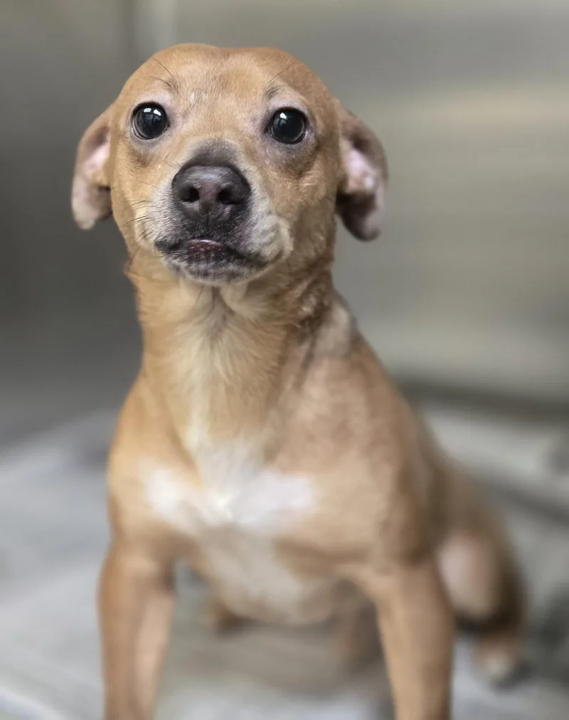 A young small-sized male Chihuahua dog named Mr. Wigglesworth for adoption in Los Angeles, CA