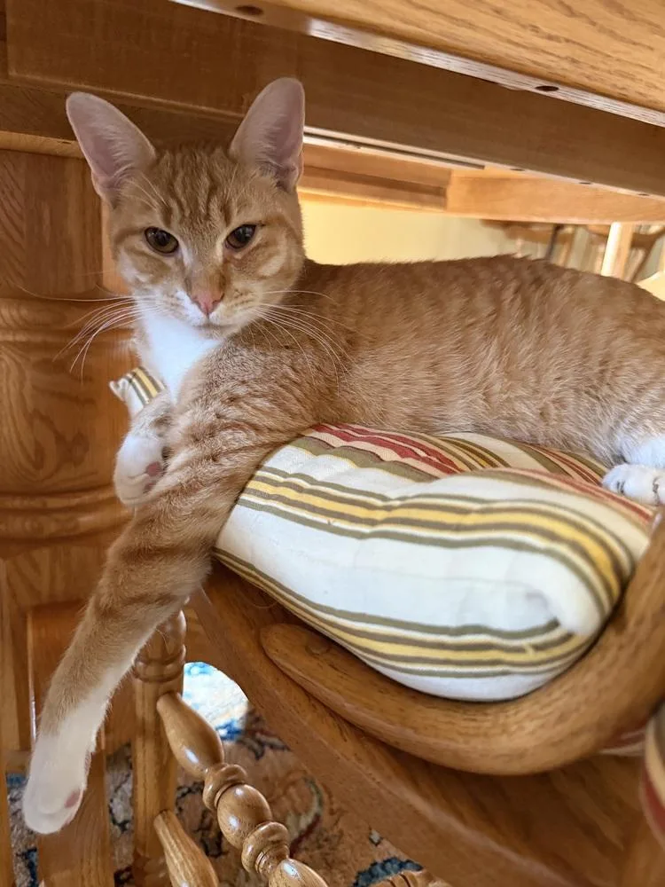 A baby small-sized male Orange & White Domestic Short Hair cat named Marko for adoption in New Cumberland, WV