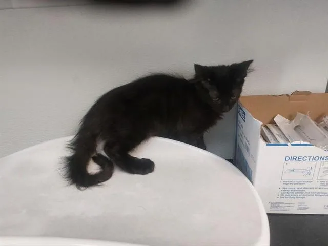 A baby small-sized male Domestic Short Hair cat named Canyonlands for adoption in Antioch, CA
