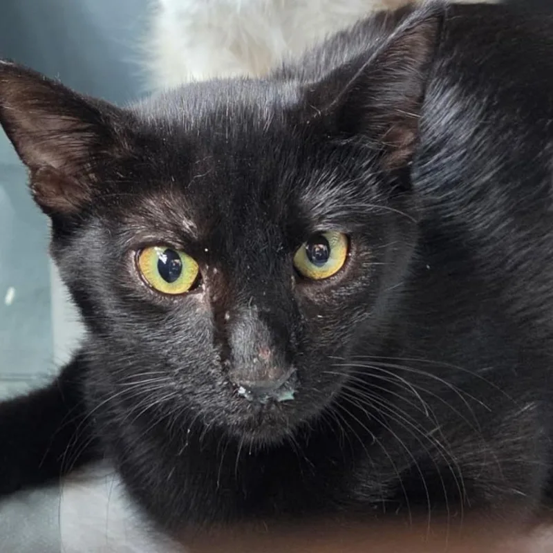A baby small-sized female Black Domestic Short Hair cat named Evangeline for adoption in San Antonio, TX