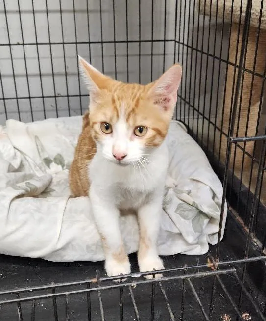 A young medium-sized male Orange & White Domestic Short Hair cat named Bearr for adoption in Washingtonville, NY