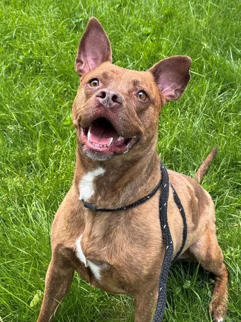 An adult large-sized female Terrier dog named Bella for adoption in Olivette, MO