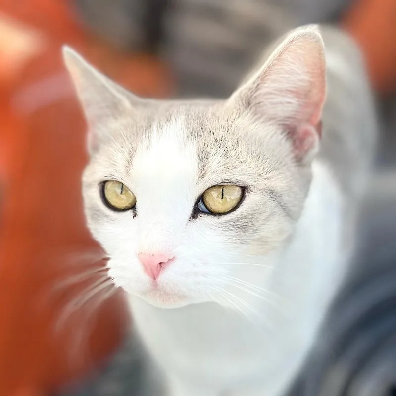 A young medium-sized female Tabby (Gray / Blue / Silver) Tabby cat named Carley for adoption in Harrisburg, PA