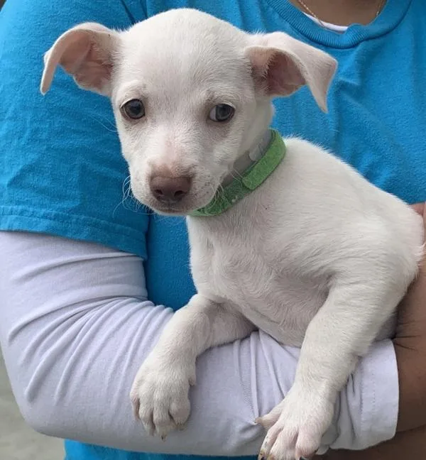 A baby small-sized male Terrier dog named Mochi for adoption in Monterey, CA