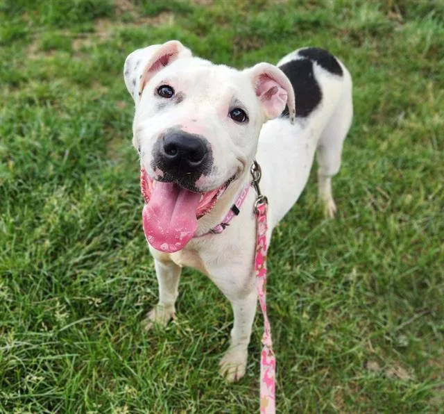 A young large-sized female Pit Bull Terrier dog named Oopsie Daisy for adoption in Minneapolis, MN