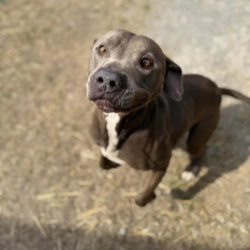 Grunkle Stan thumbnail 2