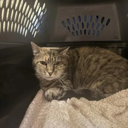 An adult medium-sized female Domestic Short Hair cat named Lucy for adoption in Merriam, KS