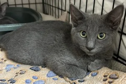 A young small-sized female Domestic Short Hair cat named Sarong for adoption in Phoenix, AZ