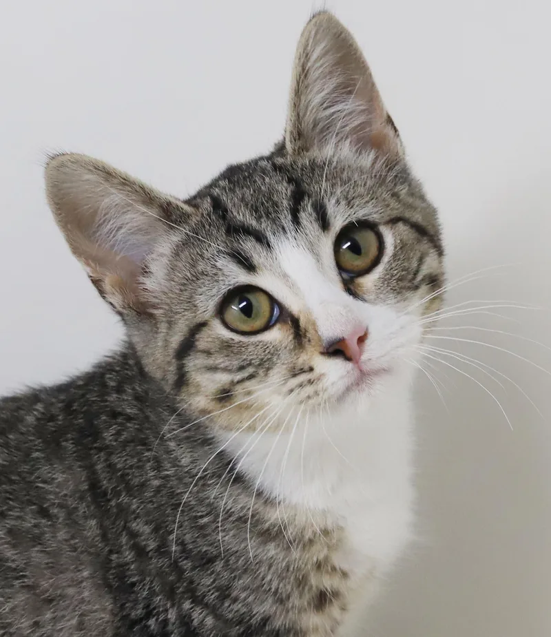 A baby small-sized female White Tabby cat named Barbie and Ken are for adoption in Bedford Hills, NY