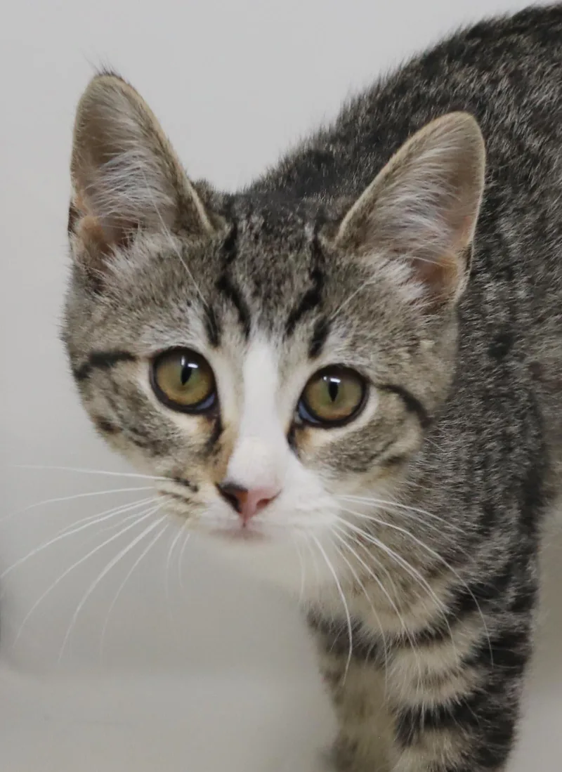 Barbie and Ken are thumbnail 5