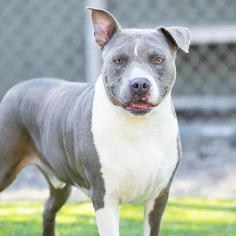 An adult large-sized male Pit Bull Terrier dog named Buster for adoption in Camarillo, CA