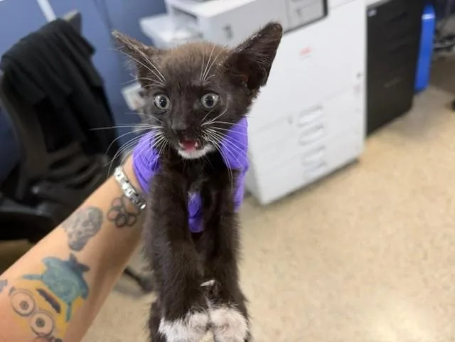 A baby small-sized male Domestic Short Hair cat named Poppy for adoption in Miami, FL