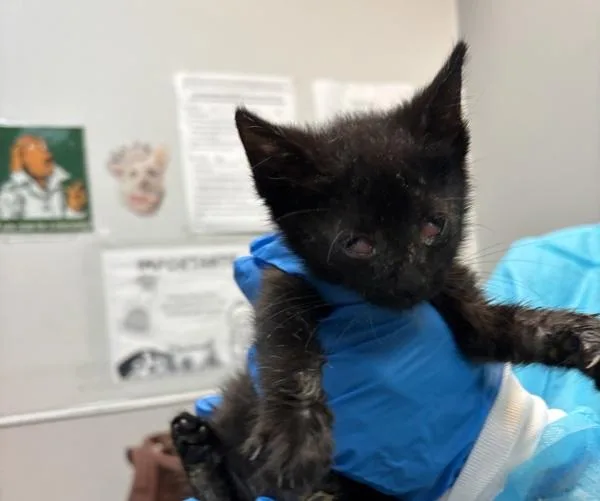 A baby small-sized female Domestic Short Hair cat named Gram for adoption in New York, NY