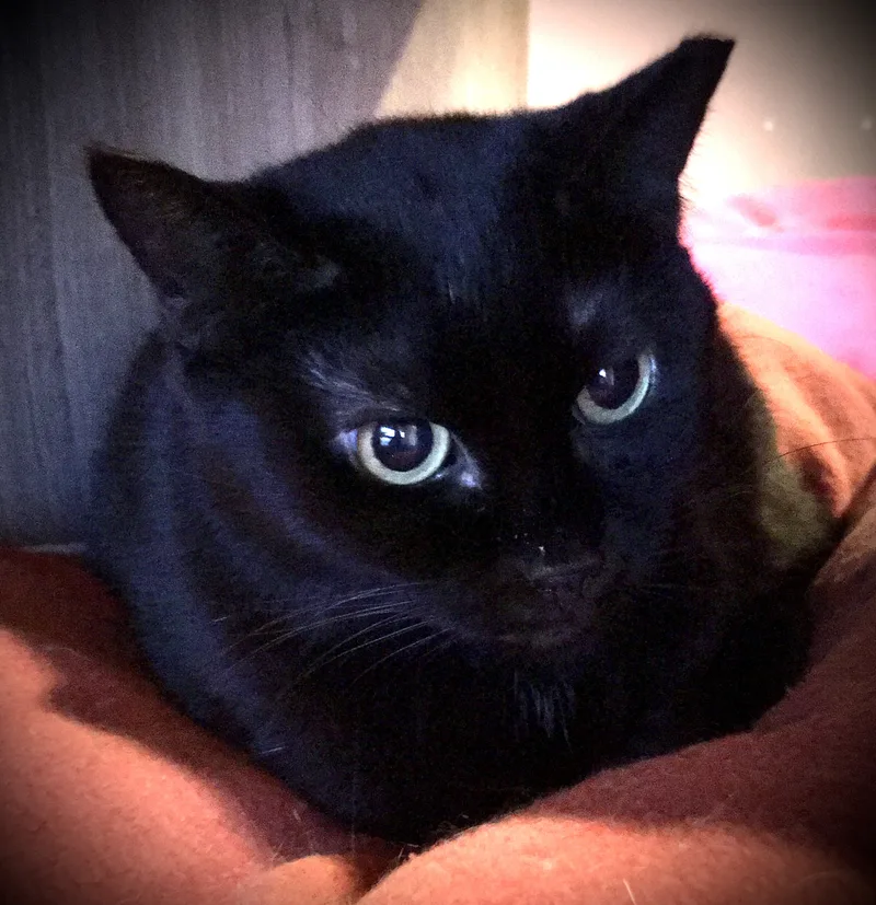 Blue Lotus thumbnail 2