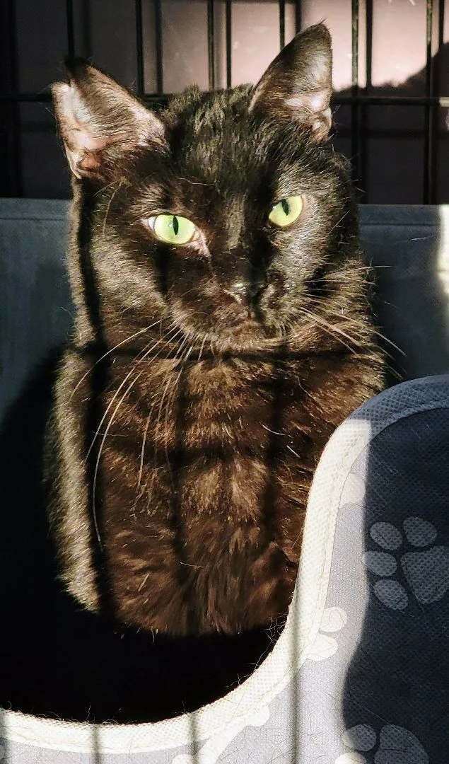 Blue Lotus thumbnail 3