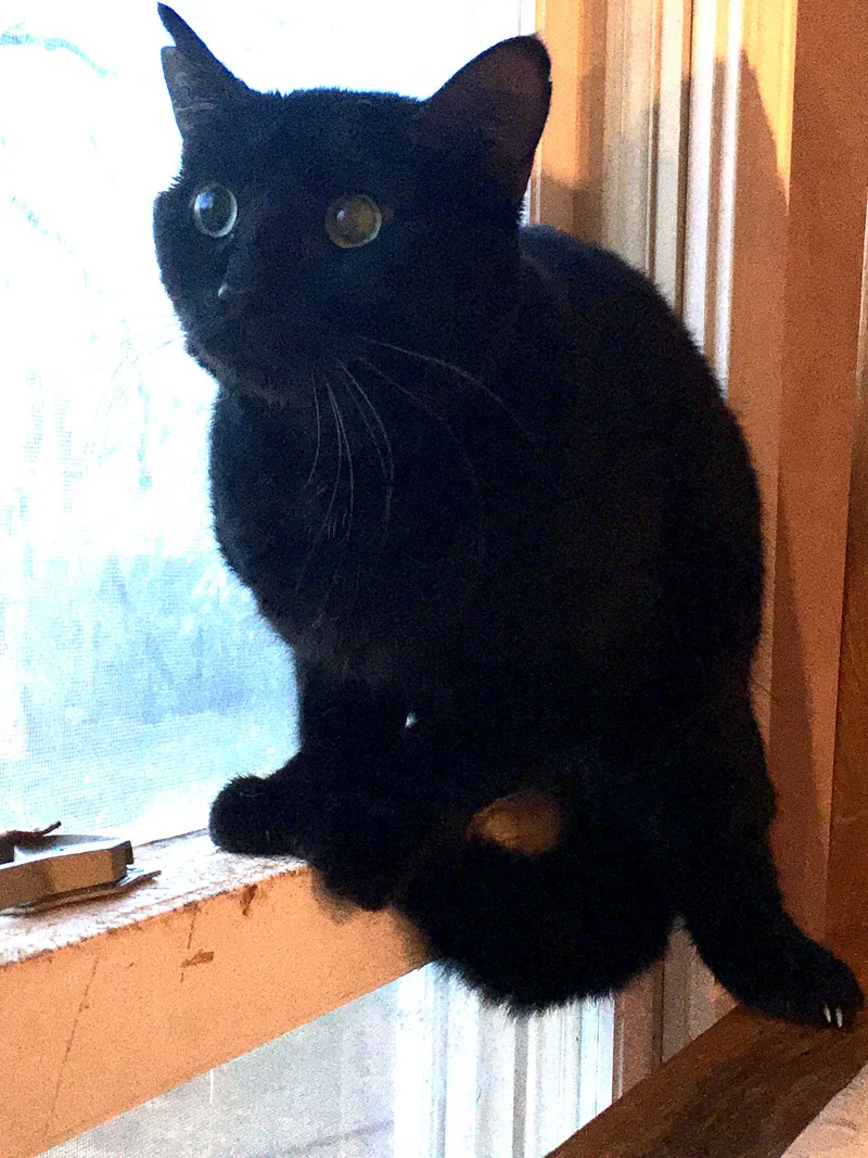 Blue Lotus thumbnail 4