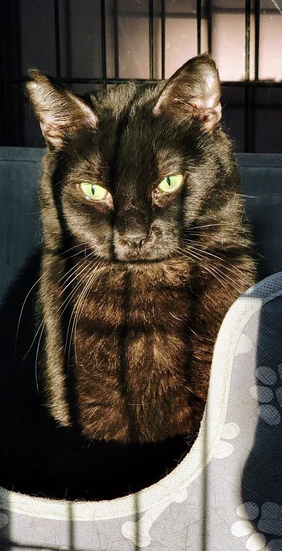 Blue Lotus thumbnail 5