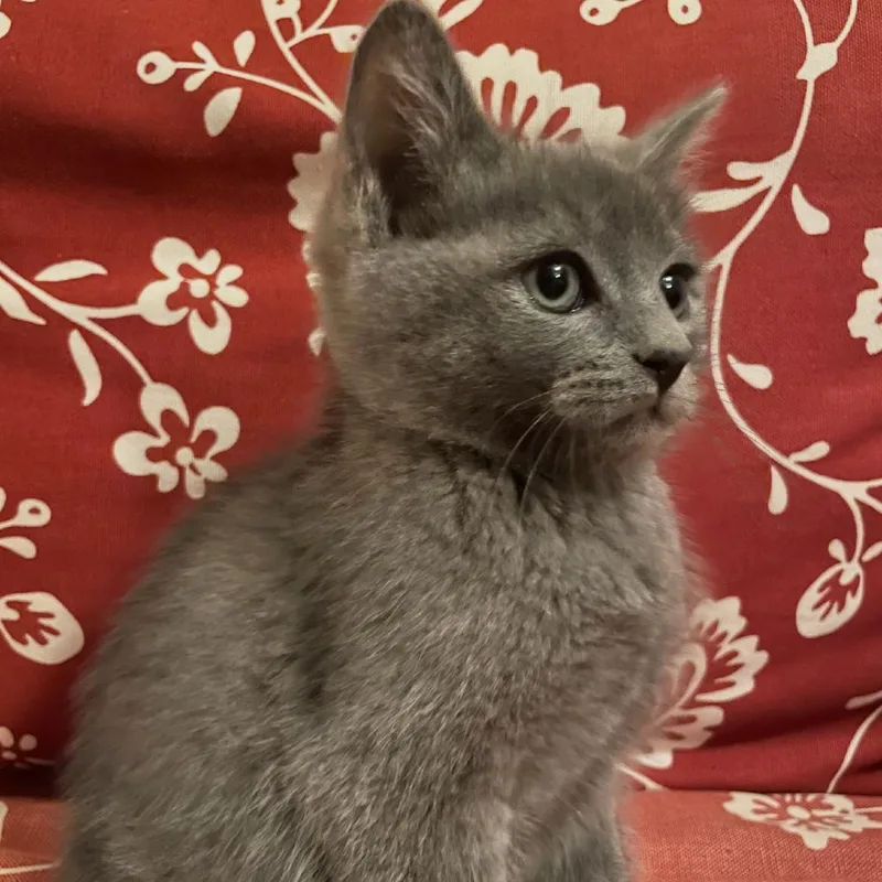 A baby small-sized male Gray / Blue / Silver Domestic Short Hair cat named Humphrey for adoption in Granby, MO