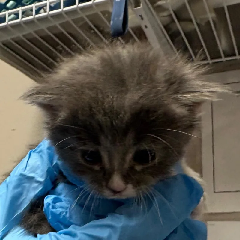 A baby small-sized female Gray / Blue / Silver Domestic Short Hair cat named Jane for adoption in Yuma, AZ
