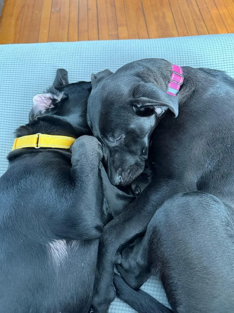 A baby medium-sized female Labrador Retriever dog named SugarPie for adoption in Cloquet, MN