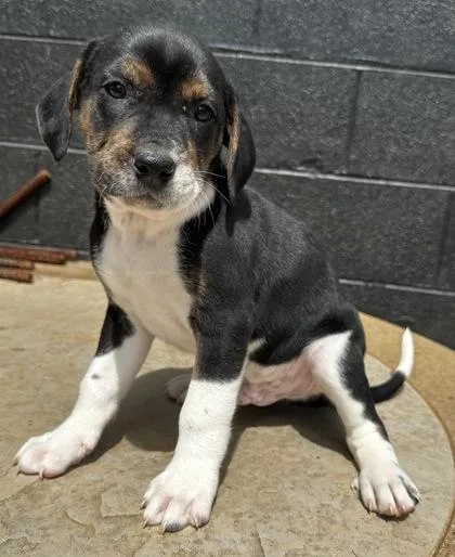 A baby large-sized male Bluetick Coonhound dog named Squidward Tentacles for adoption in Wilkesboro, NC