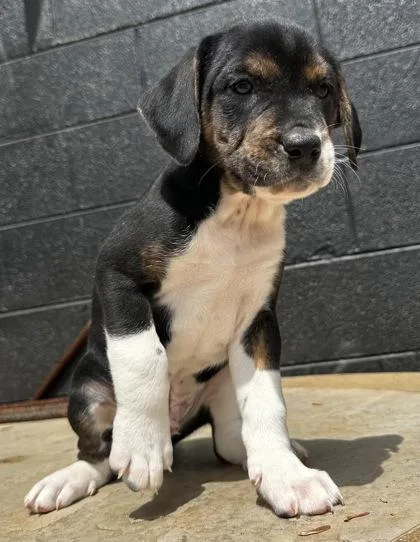 Squidward Tentacles thumbnail 2