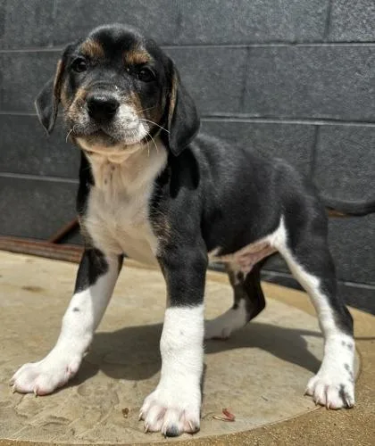 Squidward Tentacles thumbnail 3