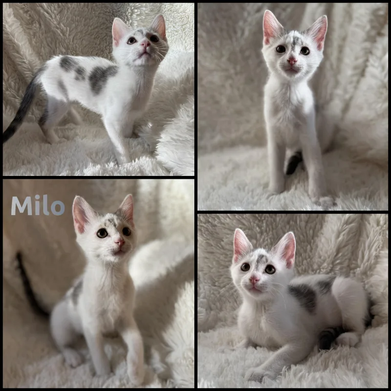 A baby small-sized male White Domestic Short Hair cat named Milo for adoption in Louisville, KY