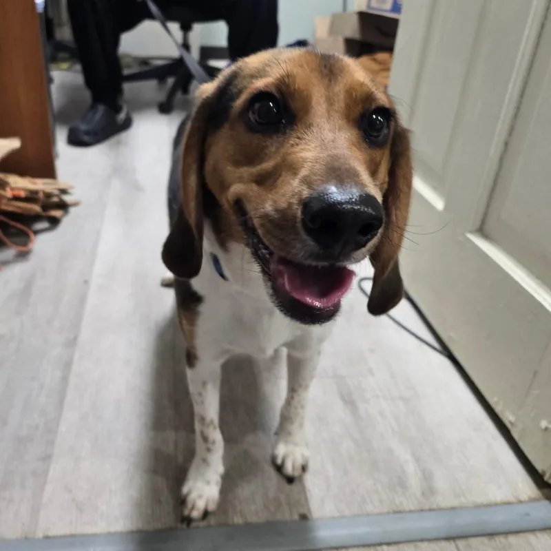 A young medium-sized male Brown / Chocolate Beagle dog named Lucky for adoption in Waldorf, MD