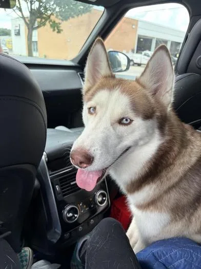 An adult large-sized male Husky dog named Reily for adoption in Cincinnati, OH