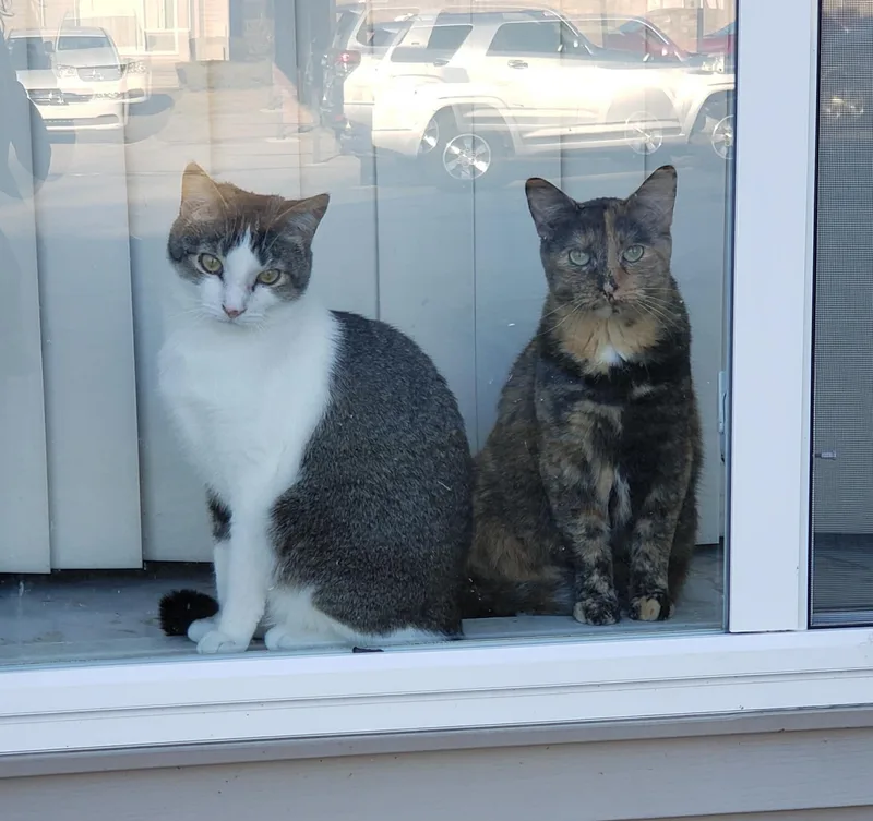 Gizmo & Paris thumbnail 2