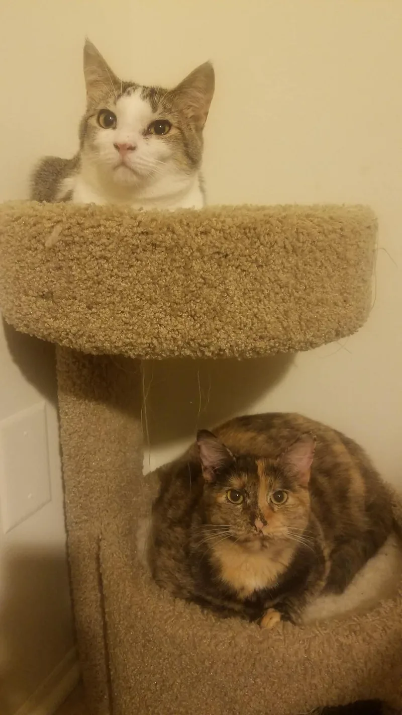 Gizmo & Paris thumbnail 3