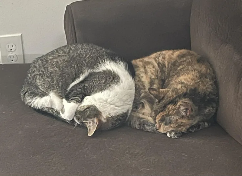 Gizmo & Paris thumbnail 4