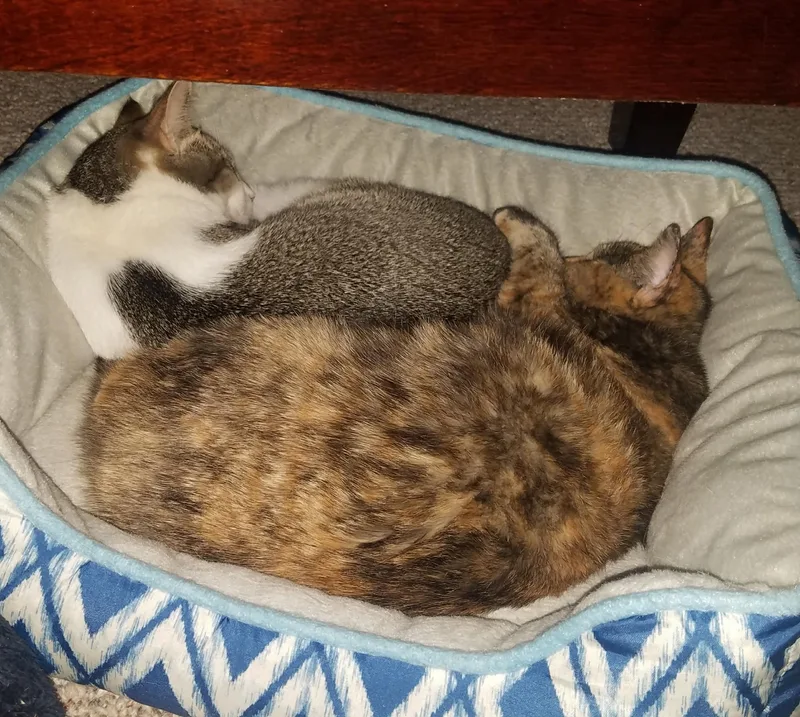 Gizmo & Paris thumbnail 5